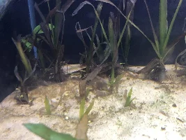 Struggling with plants.