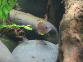 Peacock gudgeon photos