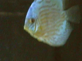 my discus tank