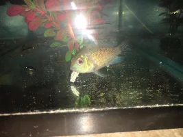 Electric Blue Acara with Velvet.