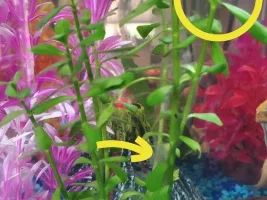 white fuzzies on my plants