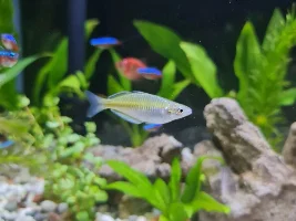 Boesemani Rainbow : male or female