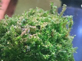 ID please and suggestions