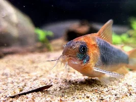 Corydoras Eques Build