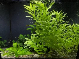 A tale of 4 tanks
