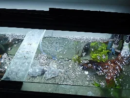 Fahaka puffer breathing fast