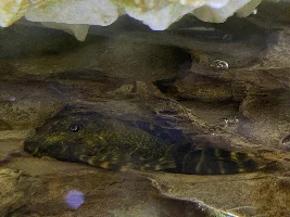 What type of pleco?
