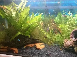 My Community Tank