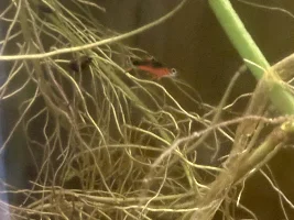 I've ordered my 1st ever Endlers...