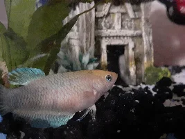 Betta and ADF issue!
