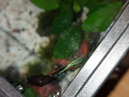 Betta with white marks