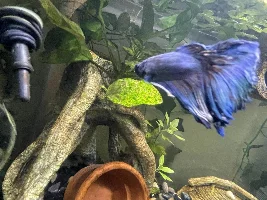 HELP! Very urgent Betta fish help