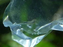 Help! My cories spawned! What do I do??