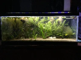 Aquascaper 20g