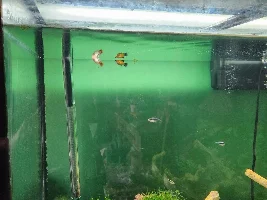 Do platys sometimes hang out at the top? Water parameters seem fine.