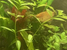 Gourami colour changing