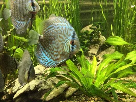 Discus are an endless money pit!