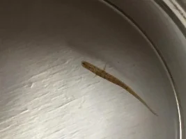 Identify This Leech?