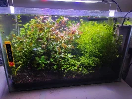 How do i plant this pearl weed back? :(