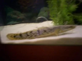 Ornate Bichir