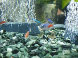 Neon Tetra White Growth