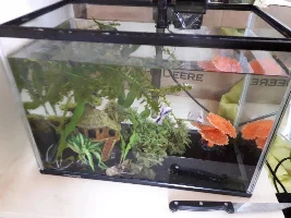 Males won't make bubble nests!