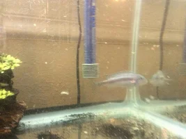 Need To Identify This Fish