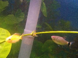 Help with my kleiner bar sword propagation?