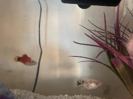 Mollys and Platys