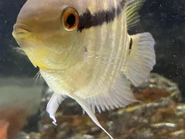 South American Cichlid Photos