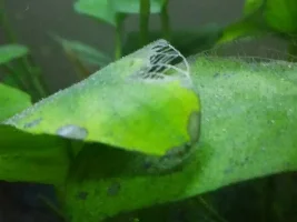 Anubias ID + deficiency??