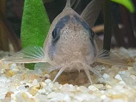 Pygmy Corydoras…?