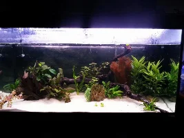 Im Not Too Good At This Aquascaping Business :/