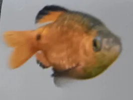 Can female Rosy Barbs become male??