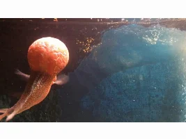 Flowerhorn KOK Buoyancy