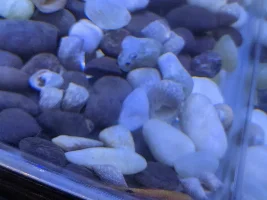 rosy barb can't swimming and stay beside the rocks and stop moving very unusually