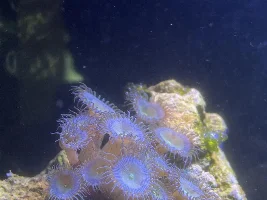 Classification of Coral