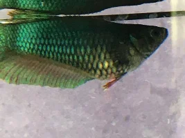 Sick betta
