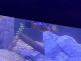 Worm coming out my Platys nose