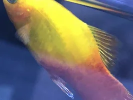 Help with my fish!?