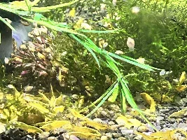 Freshwater shrimp