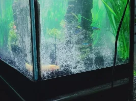 White film on the glass...?