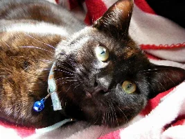 May 2015 - Pet Of The Month Competition Entries