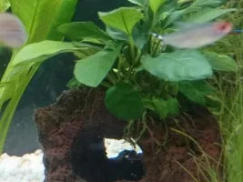 Help Identifying/growing Live Plants