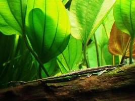 Is rotting driftwood beneficial?