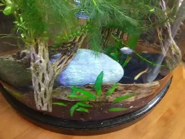 Sold to me as Endlers.