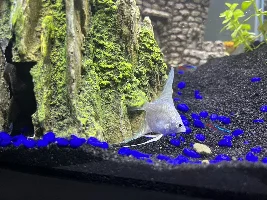 Angelfish Sex