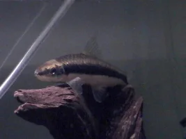couple fish o mine