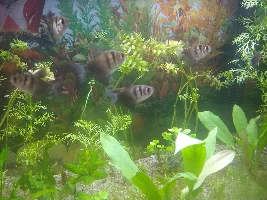 Stringy White Poop from Black Skirt Tetra, fish appears ok
