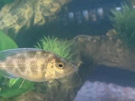 Help! I don’t know if my fish is sick